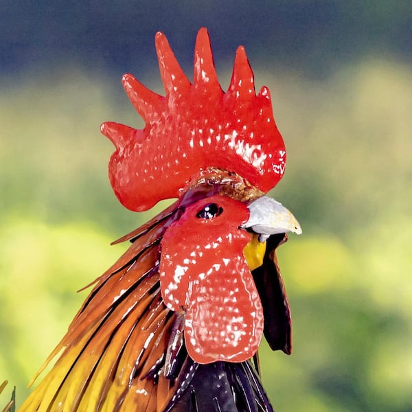 ザ・ルースターズ/THE ROOSTERS→Z OFFICIAL PERFEC… ROOSTERS - The Roosters - Amazon.com Music
