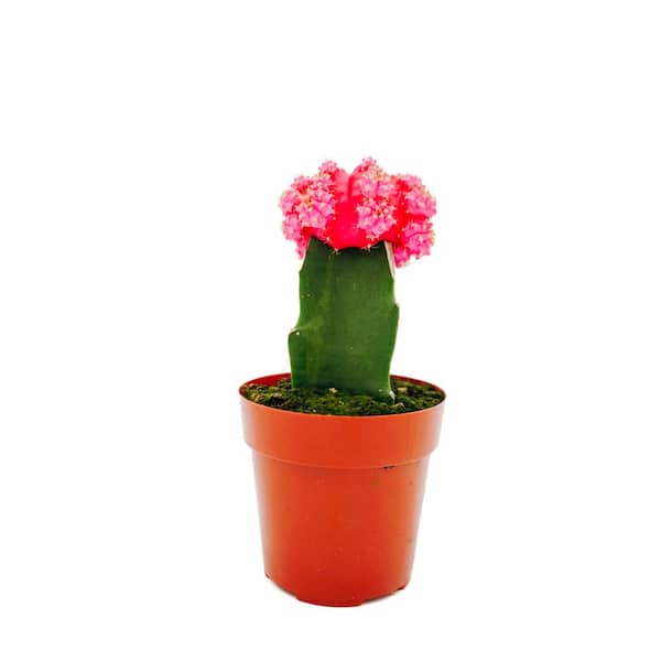 Grafted Pink Cactus Plant 