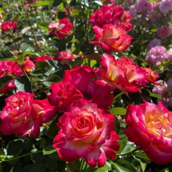 ALTMAN PLANTS #3 Dick Clark Patent Rose Plant with Red Flowers