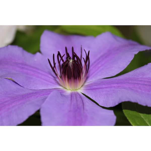 DIRECT GARDENING Ilka Purple Flowering Clematis Vine Dormant Bare Root Perennial Starter Plant (1-Pack)