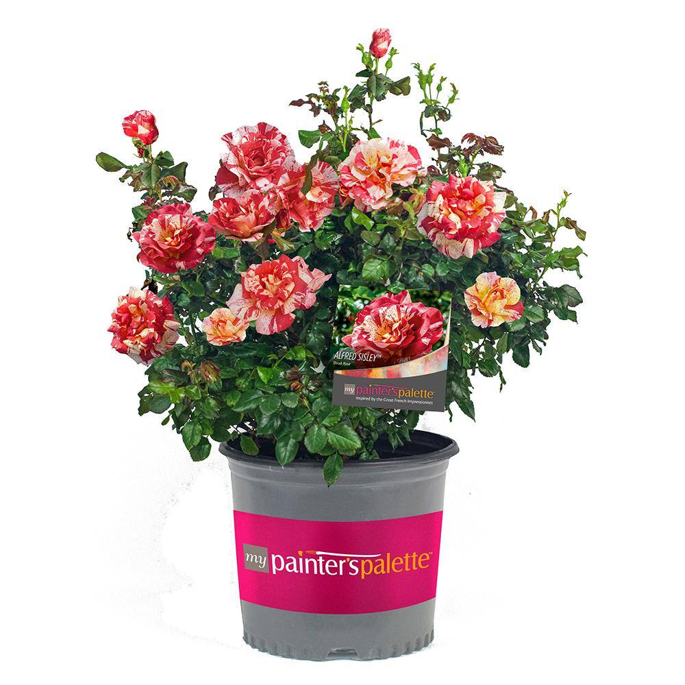 PAINTERS COLLECTION 3 Gal. Alfred Sisley Rose Plant with Salmon Orange ...