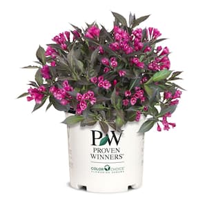 2 Gal. Spilled Wine Weigela Shrub with Bright Pink Flowers and Deep Purple Foliage