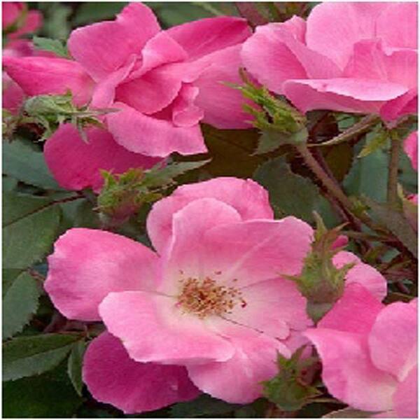 Unbranded 2 Gal. Pink Double Knockout Rose Plant