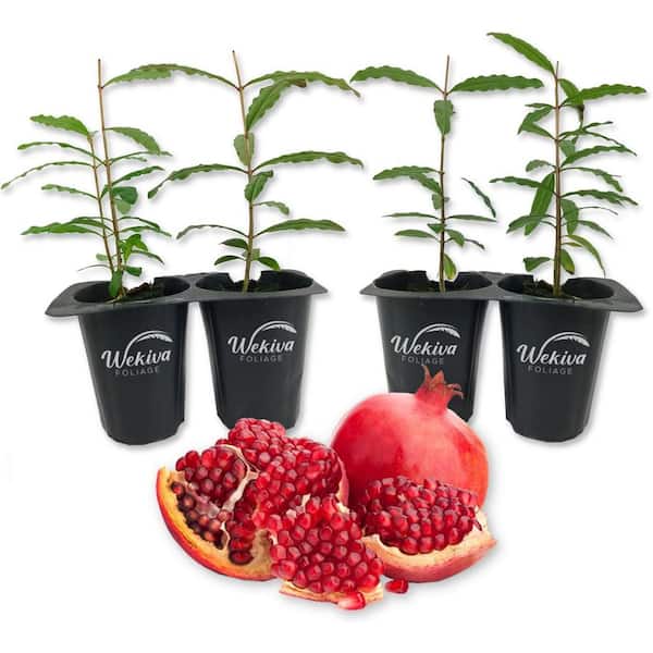 Wekiva Foliage Parfyanka Pomegranate Tree-4 Live Tissue Culture Starter Plants-Edible Fruit Bearing Tree for The Patio and Garden