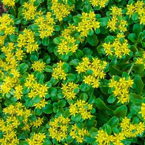 2 in. Pot Golden Creeping Sedum Live Perennial Plant Groundcover with Yellow Flowers with Green Foliage