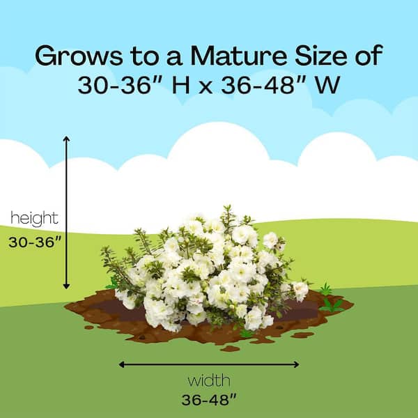 PROVEN WINNERS 2 Gal. Perfecto Mundo Double White Azalea Shrub in