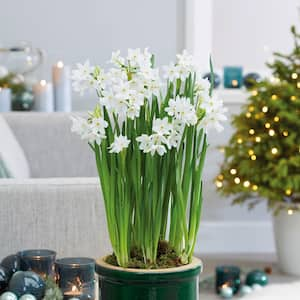 14/15 cm Ziva Paperwhite Narcissus Flower Bulbs (Bag of 30)