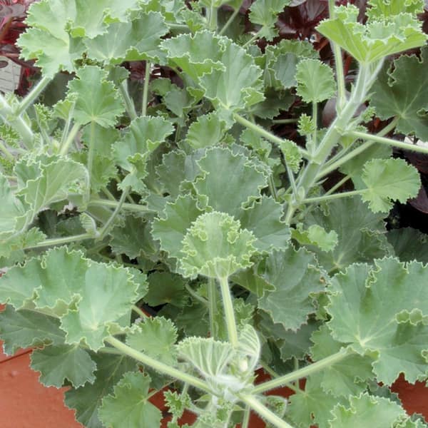 ALTMAN PLANTS 2.6 qt. Pelargonium Torento Geranium 2.6 qt. Annual Plant with Purple Flowers