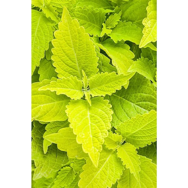 PROVEN WINNERS ColorBlaze Lime Time Coleus (Solenostemon) Live Plant, Lime Green Foliage, 4.25 in. Grande