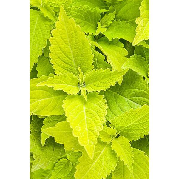 PROVEN WINNERS 4.25 in. Grande ColorBlaze Lime Time Coleus (Solenostemon) Live Plant, Lime Green Foliage (4-Pack)