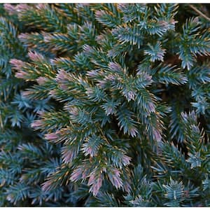 1 Gal. Blue Star Juniper Shrub Turquoise and Silver, Low Maintenance Dwarf Conifer Drought Tolerant