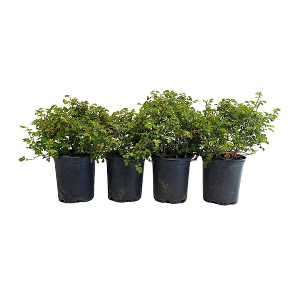 Alder & Oak #1 Container Groundcover Roses with Pink Flowers (4-Pack)
