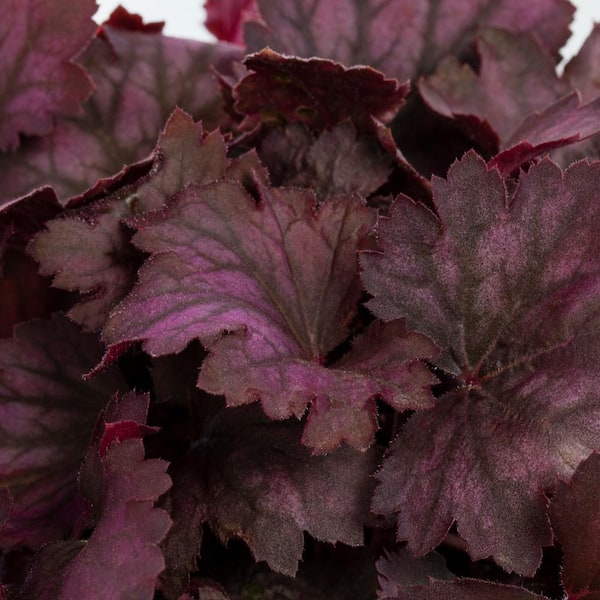 #5 1 Qt. Carnival Rose Granita Silver and Burgundy Coral Bells Plant