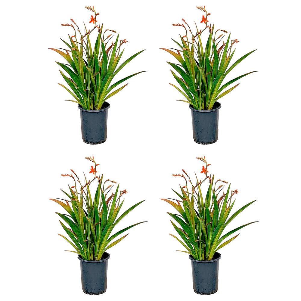 2.5 qt. Crocosmia Lucifer Perennial (4-Pack)