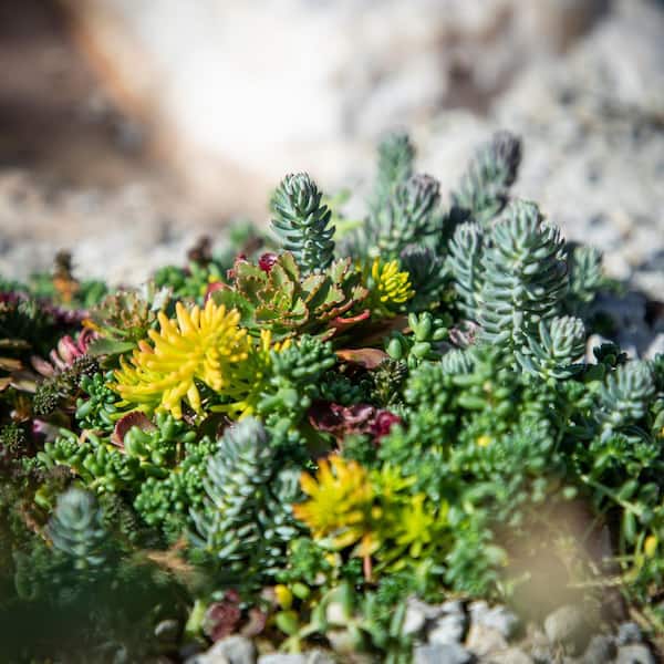 Drought Tolerant Sedum Succulent Plant Mat (10 in. x 20 in.), Sprawling Ground Cover, Easy Care Stone Crop Succulents