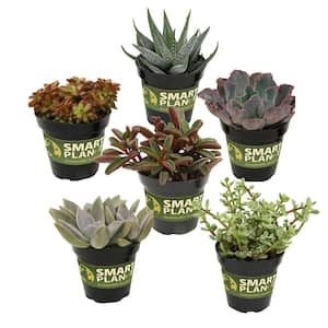 Pet Safe Succulent in 3.5 in. Grower Pots (6-Pack)