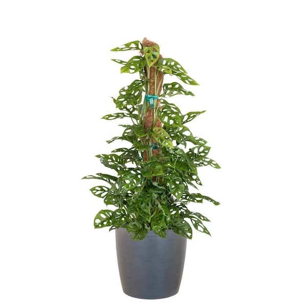 United Nursery Monstera Adansonii Totem Swiss Cheese Vine Indoor Outdoor Live Plant in 10 inch Premium Sustainable Grey Pot