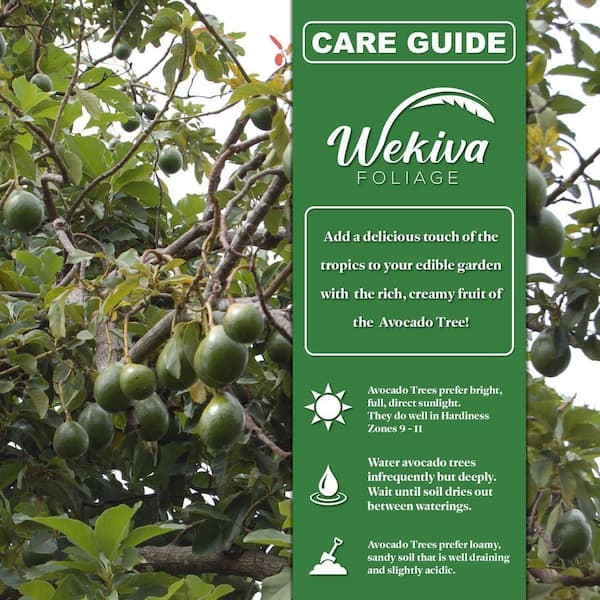 Wekiva Foliage 3 Gallon Hass Fruit-Bearing Avocado Tree (Persea Americana)  HassAvocado3Gx1 - The Home Depot