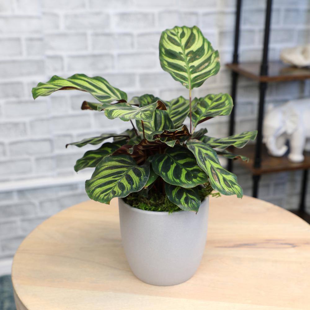Calathea Peacock Plant in Gray Ceramic Planter, 24 Inches Tall