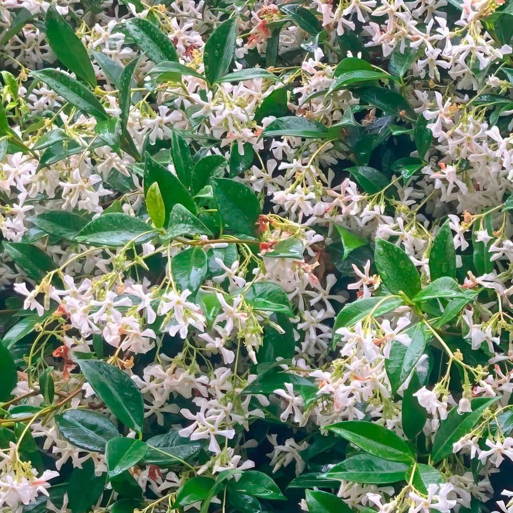 Asiatic Jasmine Plant with White Flowers and Glossy Green Leaves