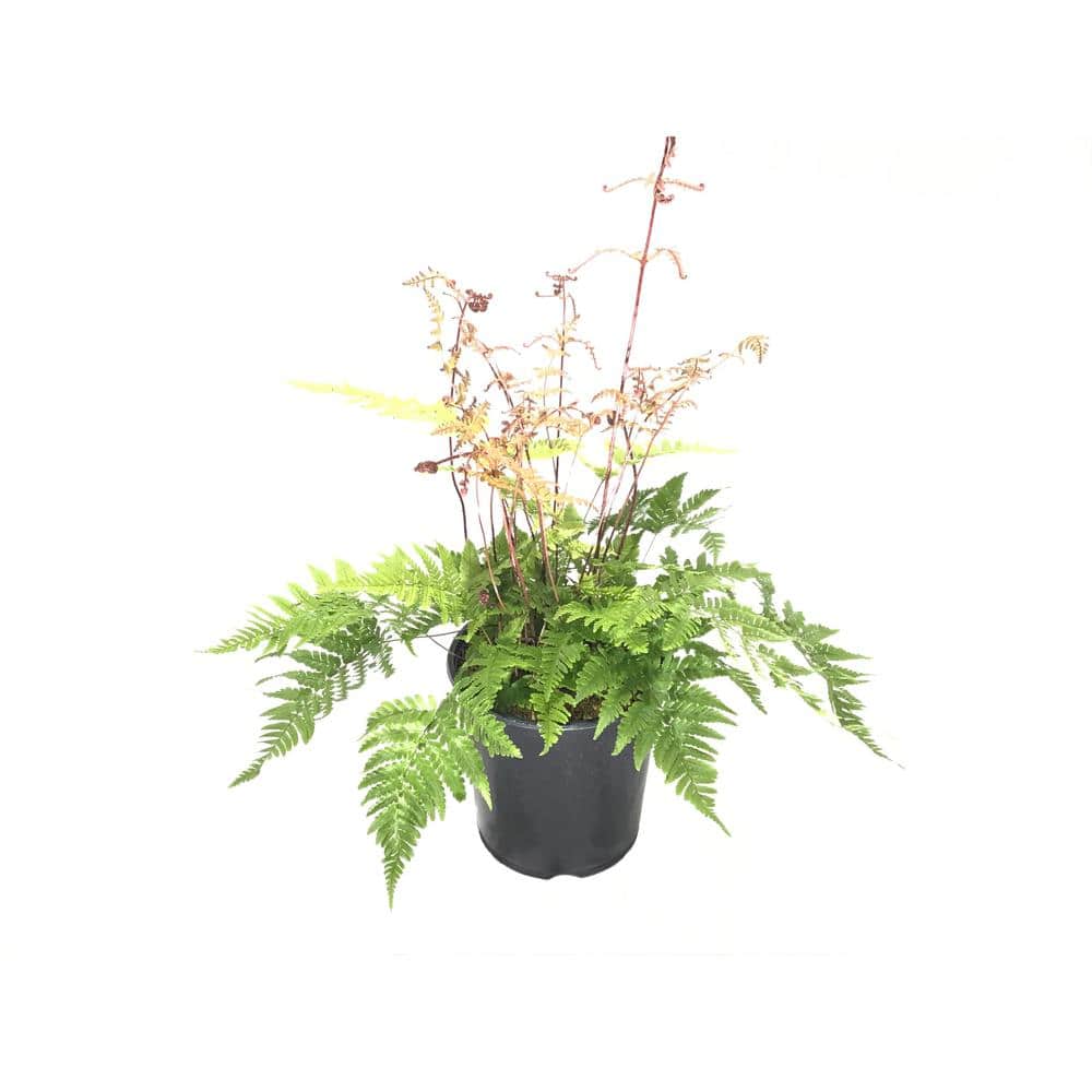Brilliance Autumn Fern (Live Plant)