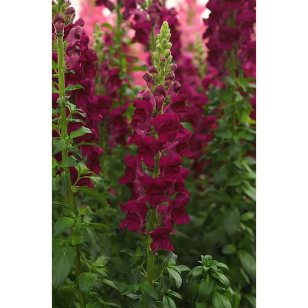 Pure Beauty Farms 3.2 Qt. Snapdragon Sonnet Crimson Flower Plant in 7.5 In Grower's Pot