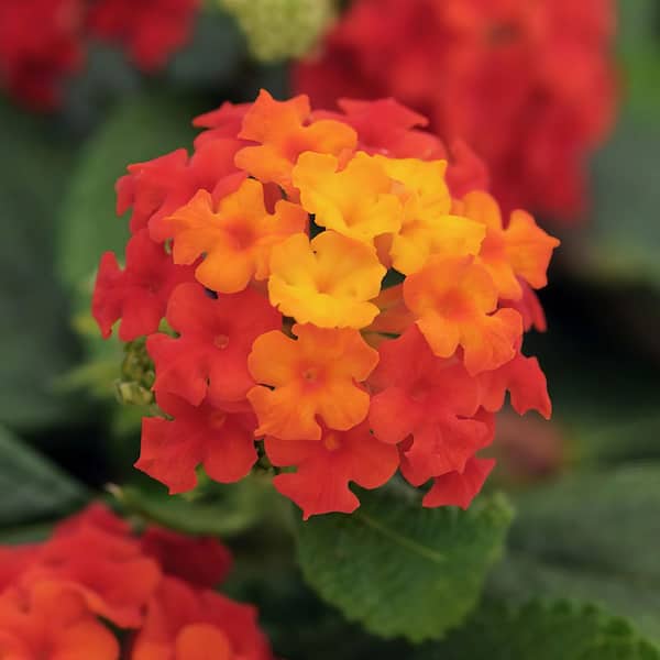 national PLANT NETWORK 4 in. Lucky Red Bloom Lantana Plant (3-Piece)