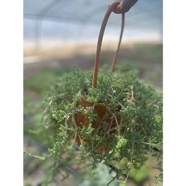 Pink Ice Plant Live Succulent Rooted Stem