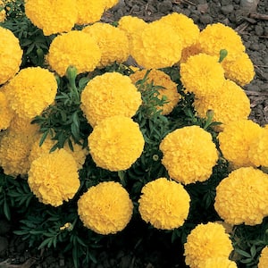 3.2 Qt. Marigold Inca Yellow Flower in 7.5 In Grower's Pot