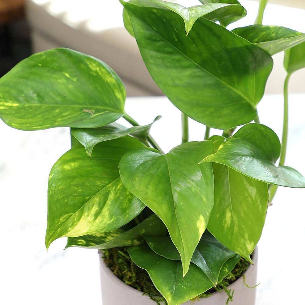 Golden Pothos in Brown Ceramic Planter, 4.25-Inch