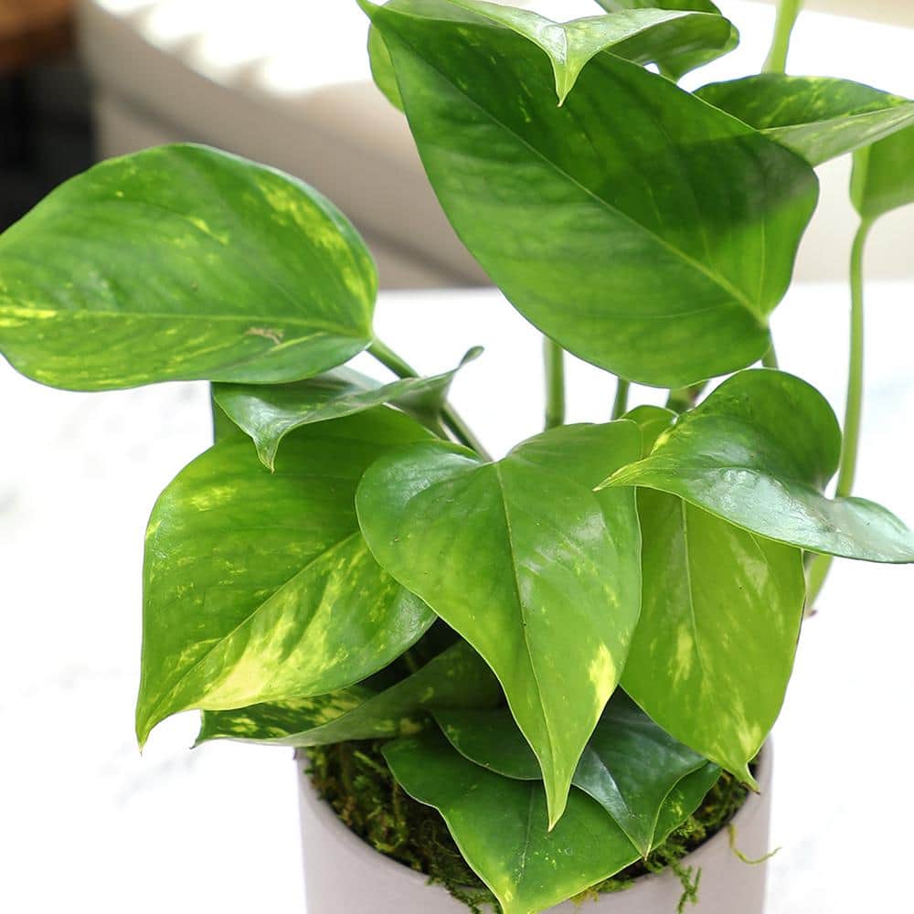Golden Pothos in Brown Ceramic Planter, 4.25-Inch