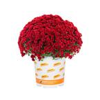1 Gal. Red Mum Chrysanthemum Perennial Plant (1-Pack)