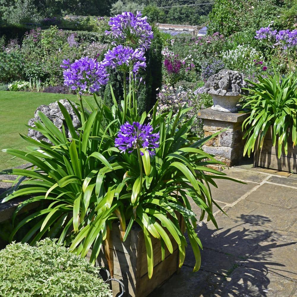 Agapanthus Plant with Purple Flowers in 7" Planter