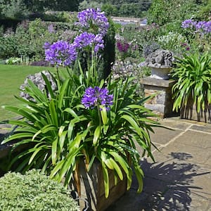 1 gal. Agapanthus Plant with Purple Flowers