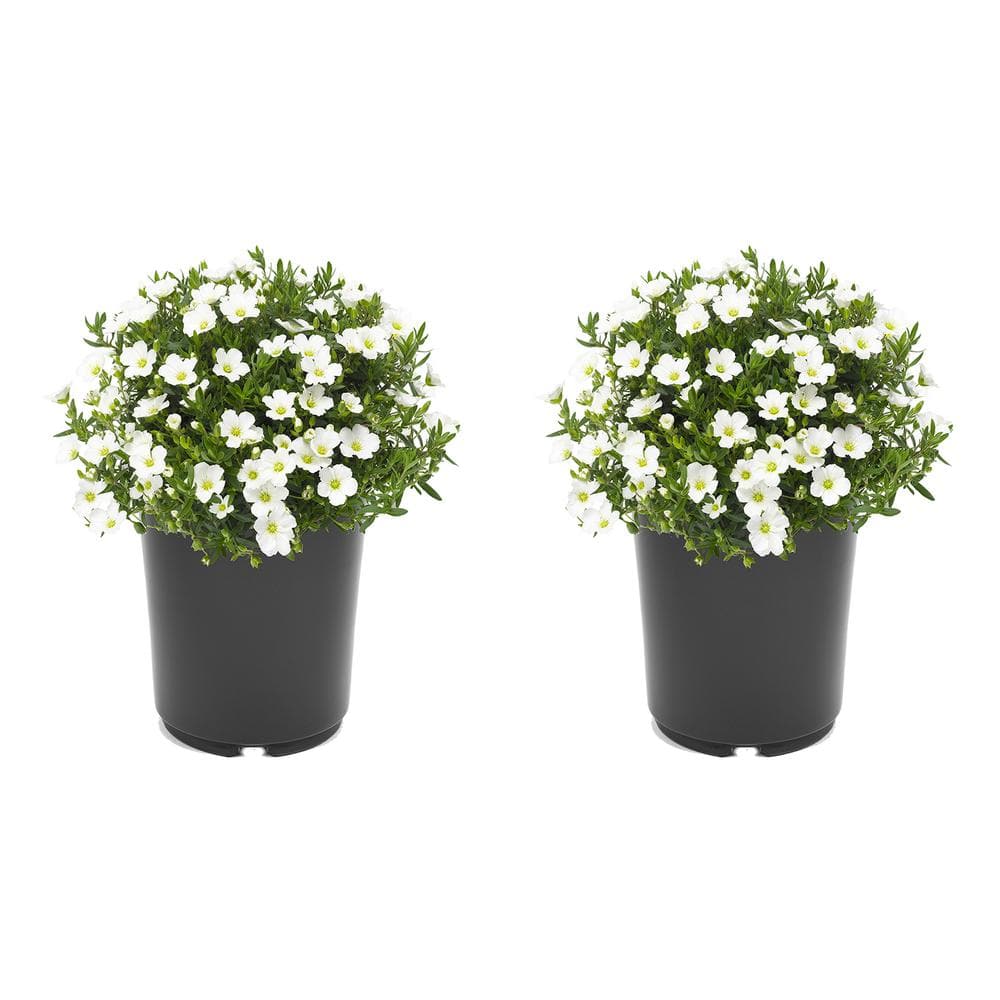 2.5 qt. Perennial Arenaria Montana Summer White (2-Pack)