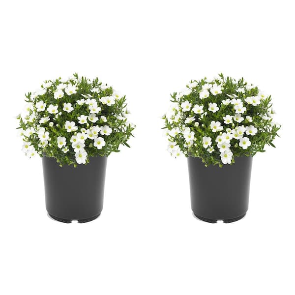 Unbranded 2.5 qt. Perennial Arenaria Montana Summer White (2-Pack)