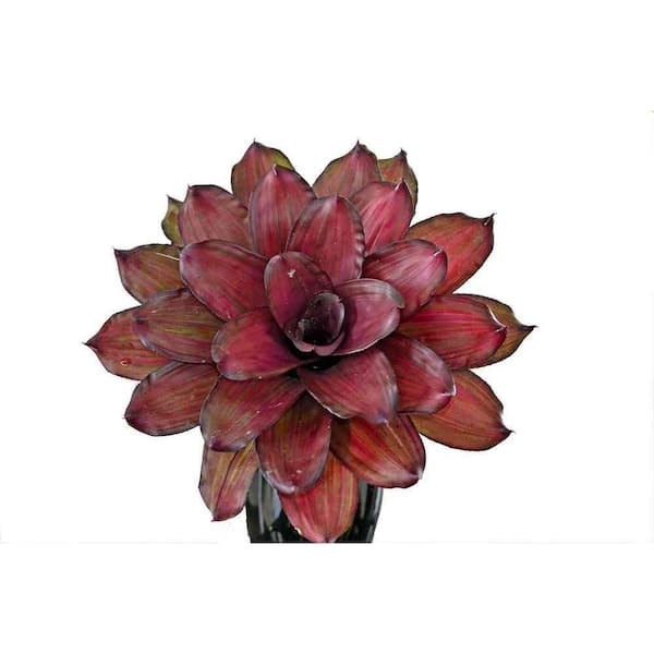 1 Gal. Bromeliad Neoregelia Voo Doo Doll in Grower's Pot (2-Packs)