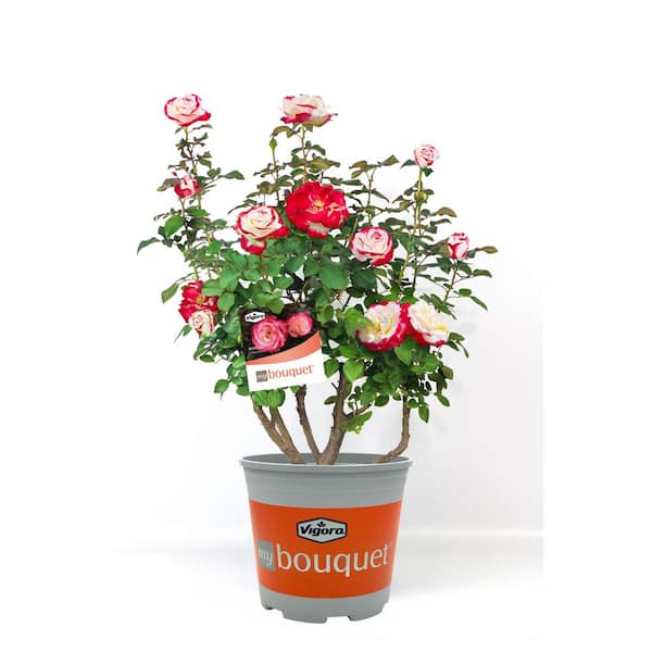 2 Gal. White Lies Rose Plant with White to Red Blooms