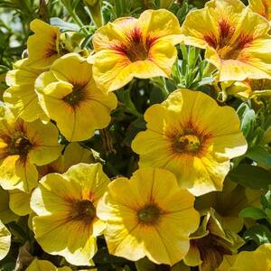 1 Gal. Caramel Yellow SuperCal Petunia Outdoor Annual Live Plant with Yellow Flowers