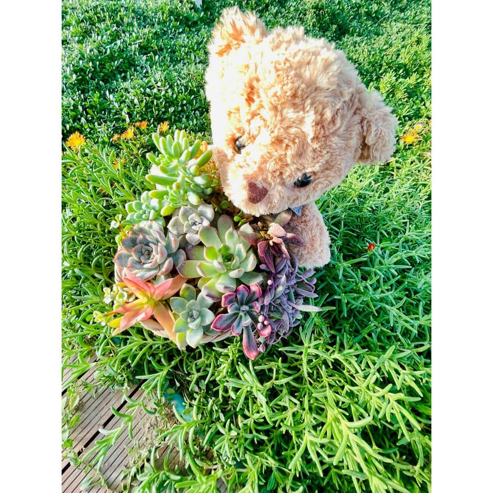 Medium Bear 12 in. x 10 in. Wicker Soil-Less Succulent Plant Flower Basket 