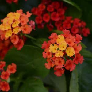 2.5 in. Lantana Bloomify Red Plant (3-Pack)
