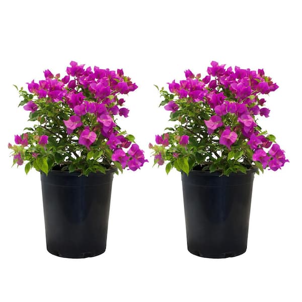 #5 Barbara Karst Bougainvillea Flowering Shrub Plant (2-pack)