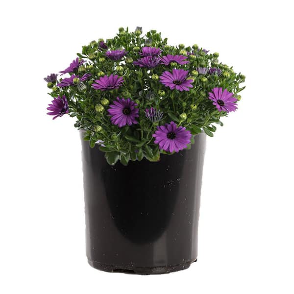 PLANTS BY POST 2 Gal. Blue African Daisies Plant 748179052559 The