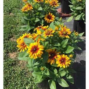 3 Gal. Minibeckia Flame Black-Eyed Susan (Rudbeckia) Live Potted Perennial Plant, Double Orange and Yellow Flowers (1PK)
