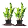 perfect-plants-house-plants-