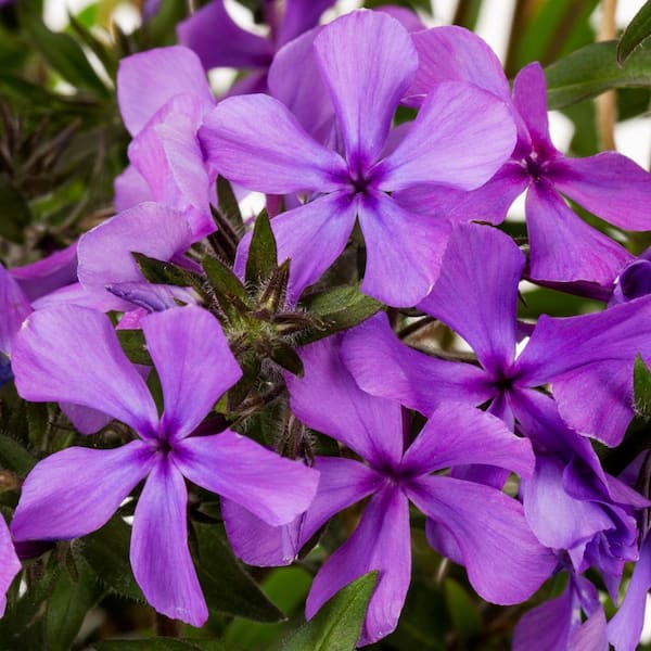 Vigoro 2.5 Qt. Purple Papparazzi Jagger Phlox Perennial Plant