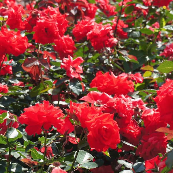 National Plant Network Bare Root Impatient Tree Rose