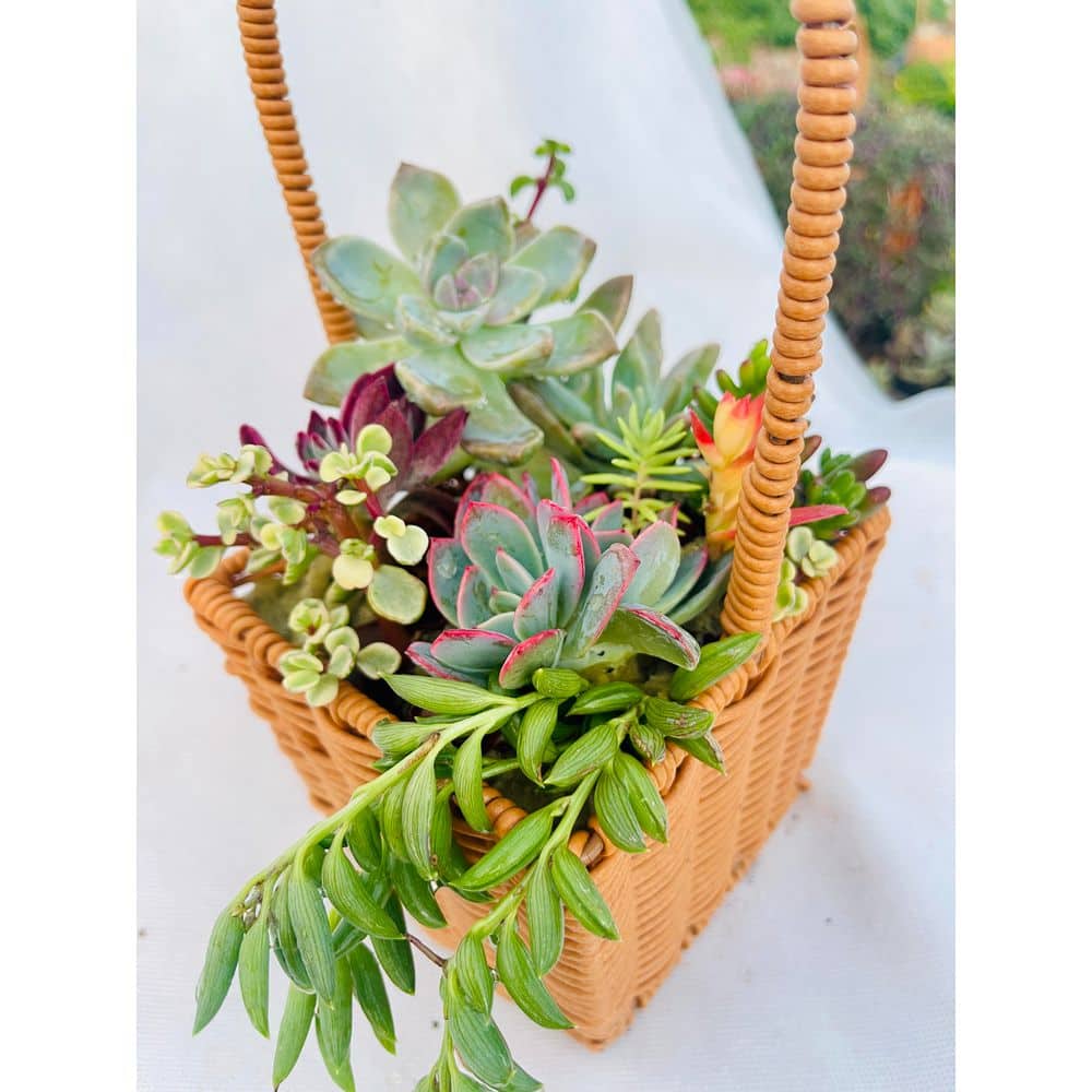 Small Wicker Soil-less Succulent Plant Flower Basket, Beautiful Lightweight