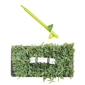 St Augustine CitraBlue Sod/Grass Plugs 64-Count/SP Power Planter Bundle - Natural, Affordable Lawn Improvement