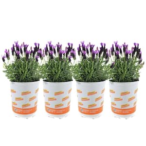 1 qt. Spanish Lavender Plant (4-Pack)
